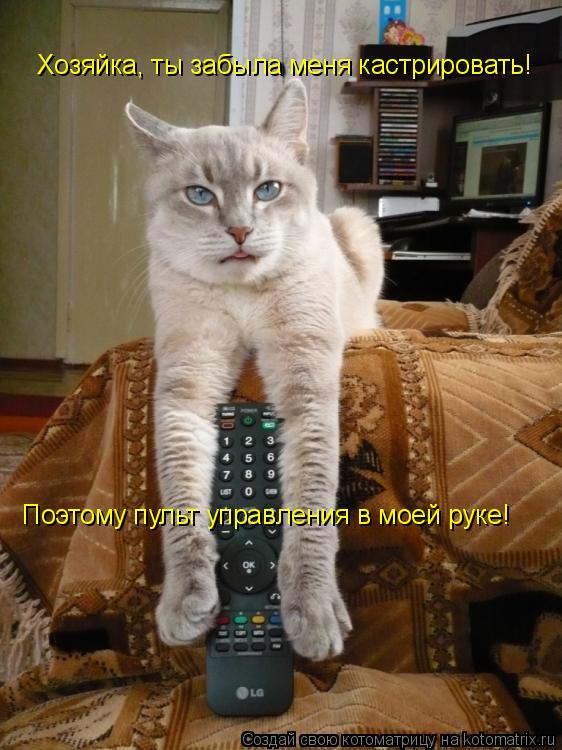 Котоматрица: Хозяйка, ты забыла меня кастрировать! Поэтому пульт управления в моей руке!