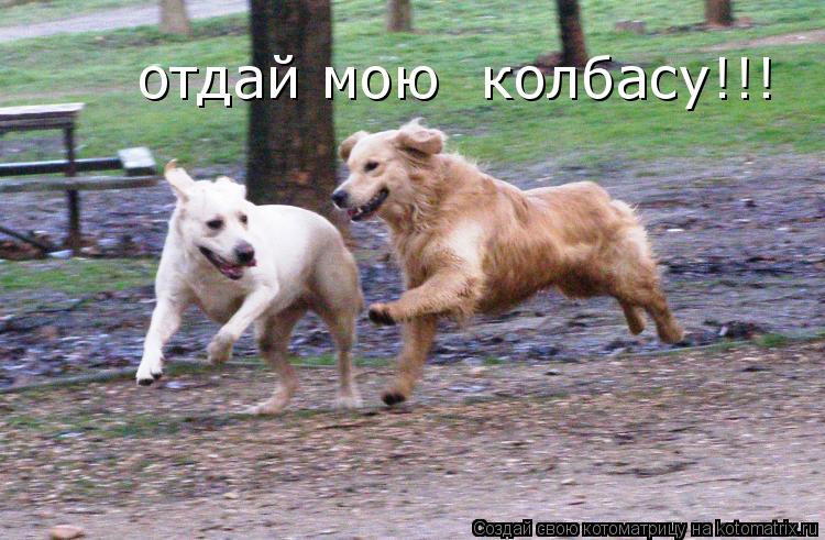 Котоматрица: отдай мою  колбасу!!!