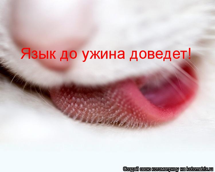 Котоматрица: Язык до ужина доведет!