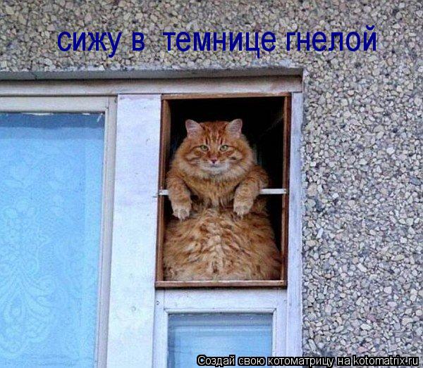 Котоматрица: сижу в  темнице гнелой