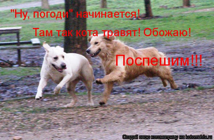 Котоматрица: "Ну, погоди" начинается! Там так кота травят! Обожаю! Поспешим!!!