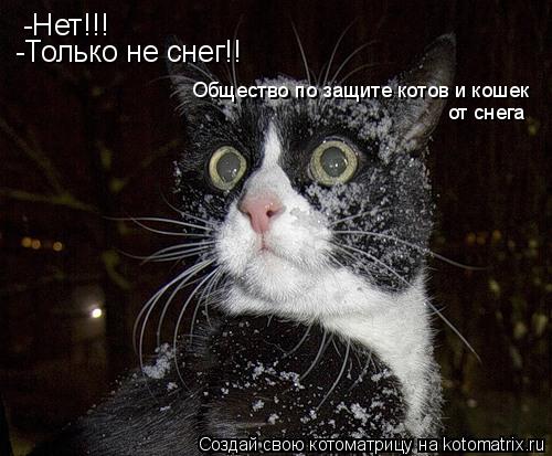 Котоматрица: -Нет!!! -Нет!!! -Только не снег!! Общество по защите котов и кошек от снега