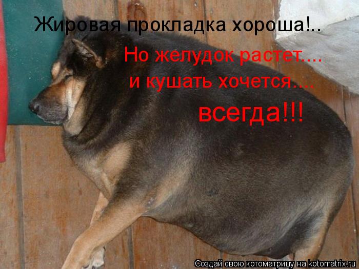Котоматрица: Жировая прокладка хороша!.. Но желудок растет.... и кушать хочется.... всегда!!!
