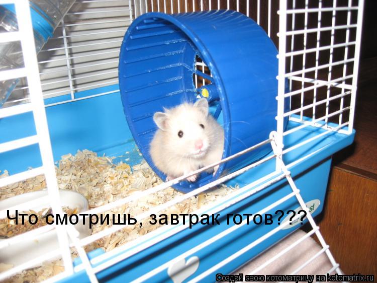 Котоматрица: Что смотришь, завтрак готов???