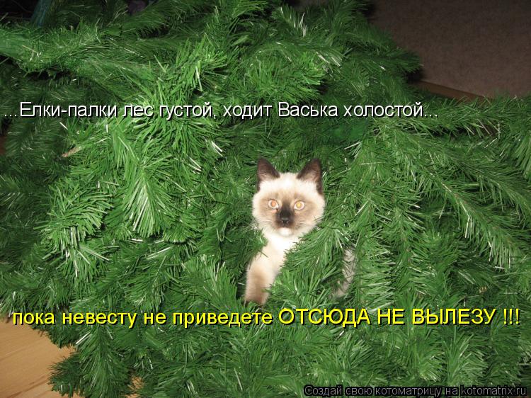 Котоматрица: ...Елки-палки лес густой, ходит Васька холостой... пока невесту не приведете ОТСЮДА НЕ ВЫЛЕЗУ !!!