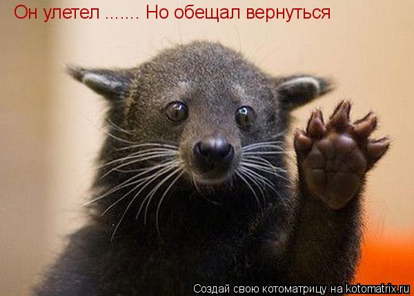 Котоматрица: Он улетел ....... Но обещал вернуться