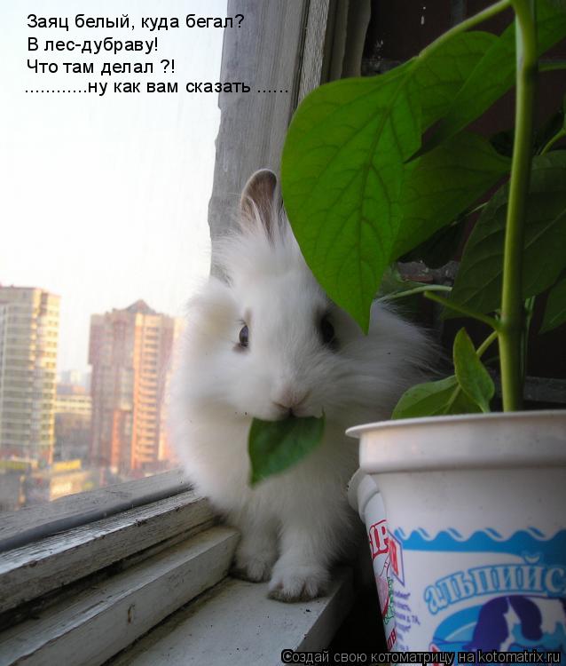 Котоматрица: Заяц белый, куда бегал? В лес-дубраву! Что там делал ?! ............ну как вам сказать ......