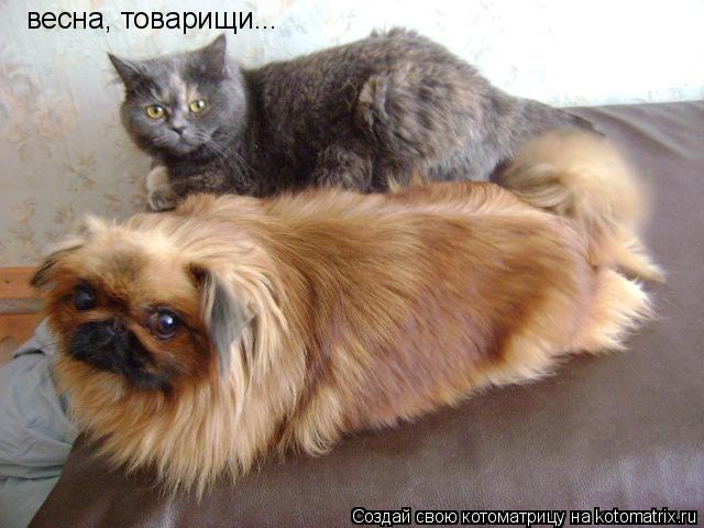 Котоматрица: весна, товарищи...