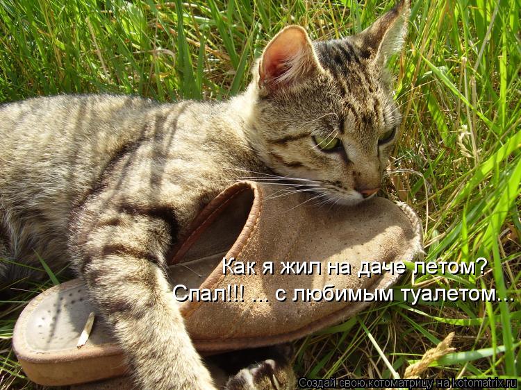 Спал!!! ... с любимым туалетом... Как я жил на даче летом?... Котоматрица: Спал!!! ... с любимым туалетом... Как я жил на даче летом?