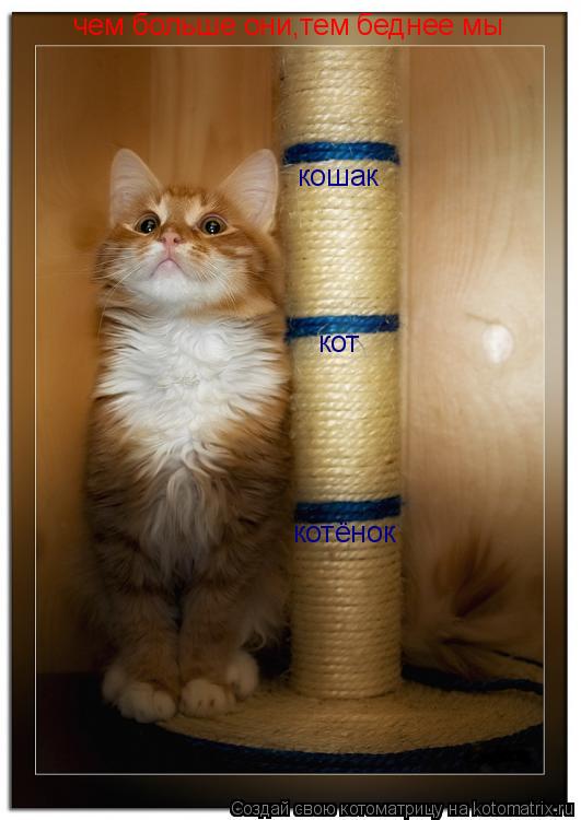 Котоматрица: котёнок кот кошак чем больше они,тем беднее мы