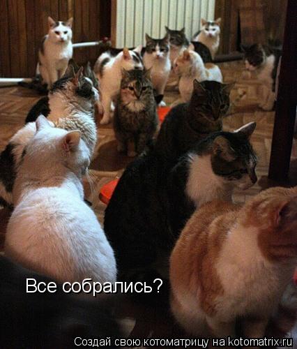 Котоматрица: Все собрались?