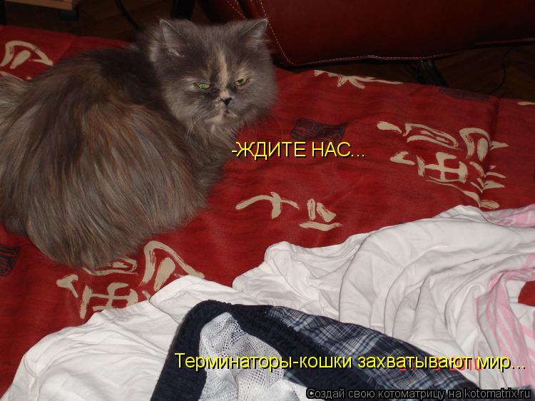 Котоматрица: Терминаторы-кошки захватывают мир... -ЖДИТЕ НАС...