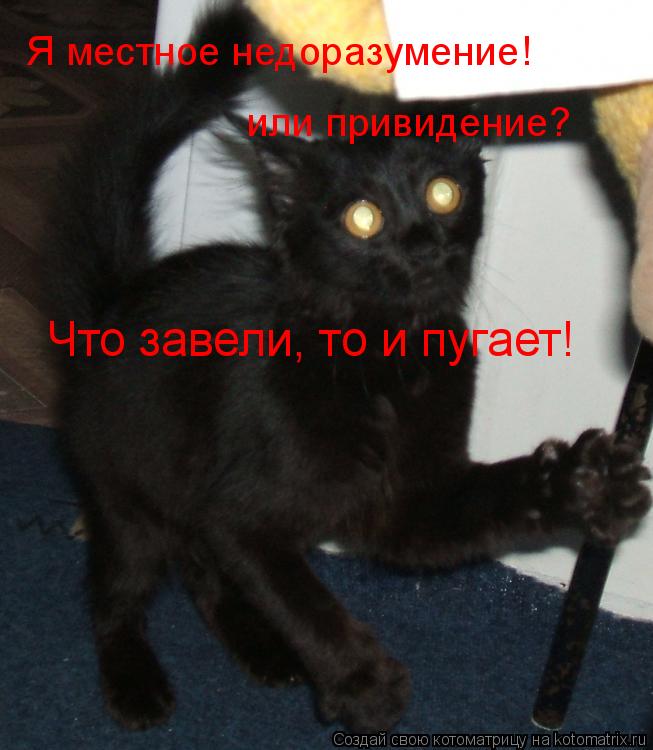 Котоматрица: Я местное недоразумение! или привидение? Что завели, то и пугает!
