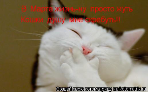 Котоматрица: В  Марте жизнь-ну  просто жуть Кошки  душу  мне скребуть!!