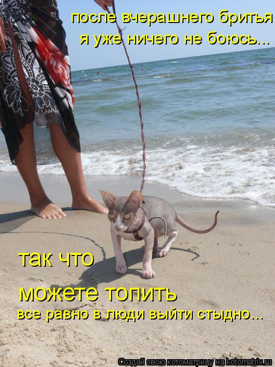 Котоматрица: после вчерашнего бритья можете топить все равно в люди выйти стыдно... так что я уже ничего не боюсь...