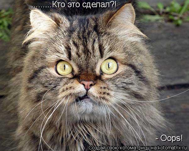 Котоматрица: .........Кто это сделал?! - Oops!