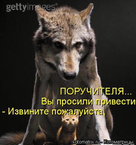 Котоматрица: - Извините пожалуйста,  Вы просили привести ПОРУЧИТЕЛЯ...
