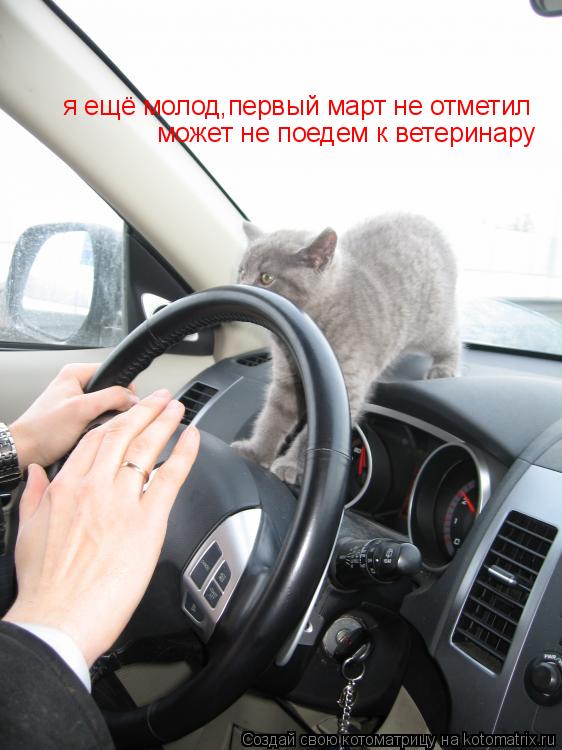 Котоматрица: я ещё молод,первый март не отметил может не поедем к ветеринару