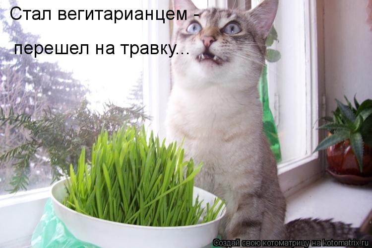 Котоматрица: Стал вегитарианцем -  перешел на травку...