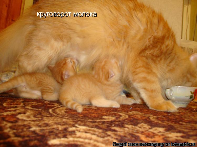 Котоматрица: круговорот молока