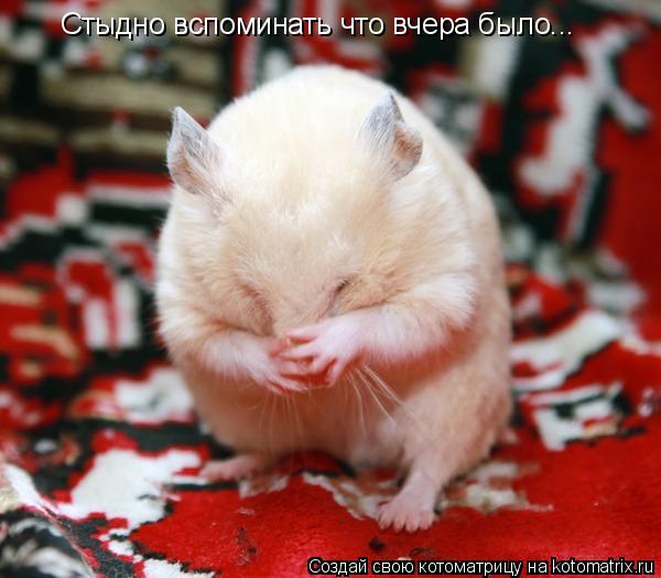 Котоматрица: Стыдно вспоминать что вчера было...