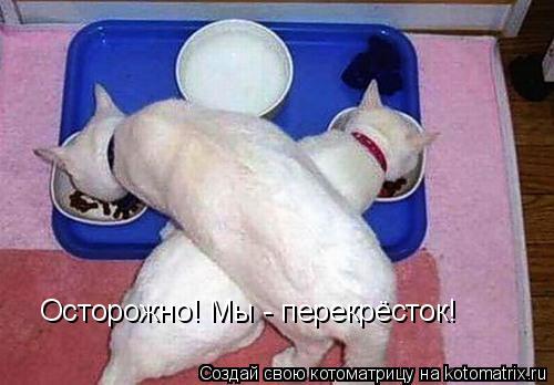Котоматрица: Осторожно! Мы - перекрёсток!