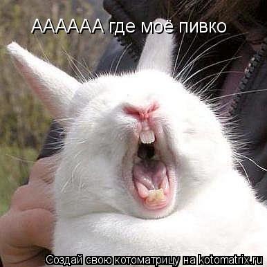 Котоматрица: АААААА где моё пивко