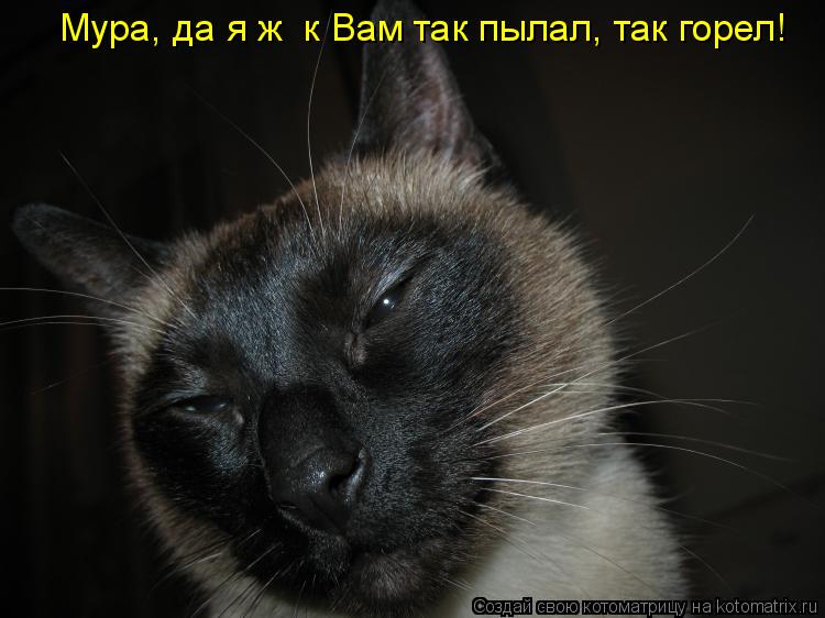 Мура, да я ж к Вам так пылал, так горел!... Котоматрица: Мура, да я ж к Вам так пылал, так горел!