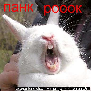 Котоматрица: панк  рооок