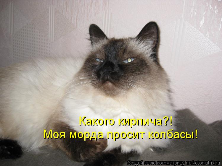 Какого кирпича?! Моя морда просит колбасы!... Котоматрица: Какого кирпича?! Моя морда просит колбасы!
