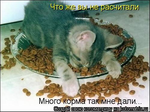 Котоматрица: Что же вы не расчитали Много корма так мне дали...