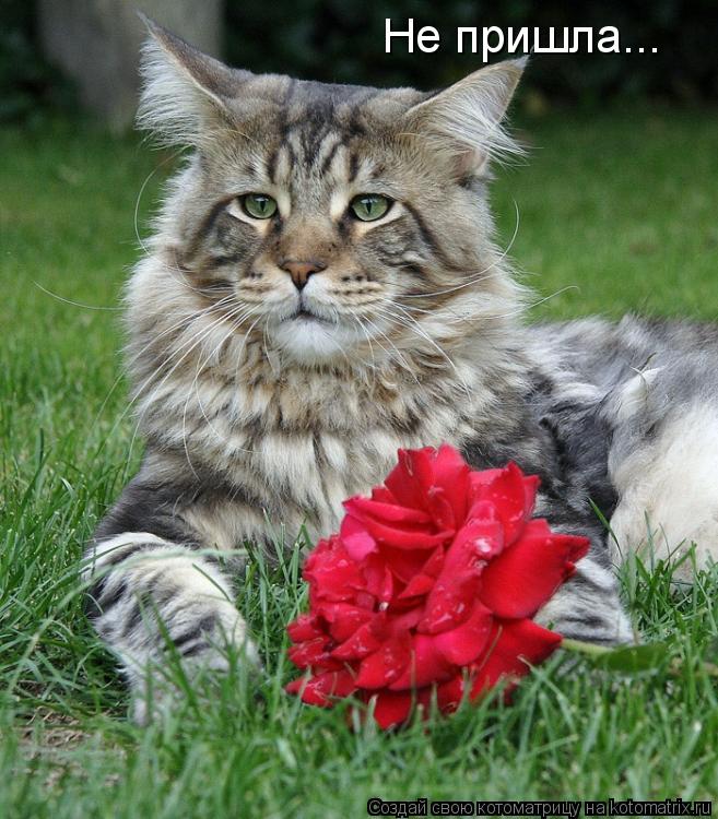 Котоматрица: Не пришла...