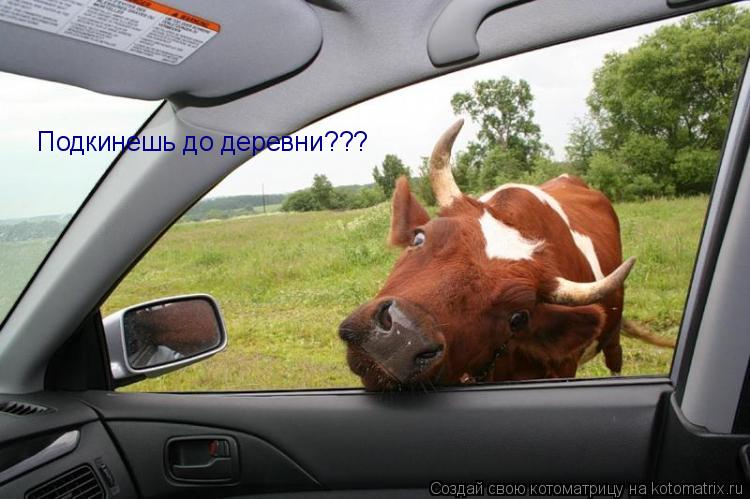 Котоматрица: Подкинешь до деревни???