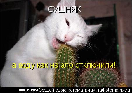 Котоматрица: СУШНЯК а воду как на зло отключили!