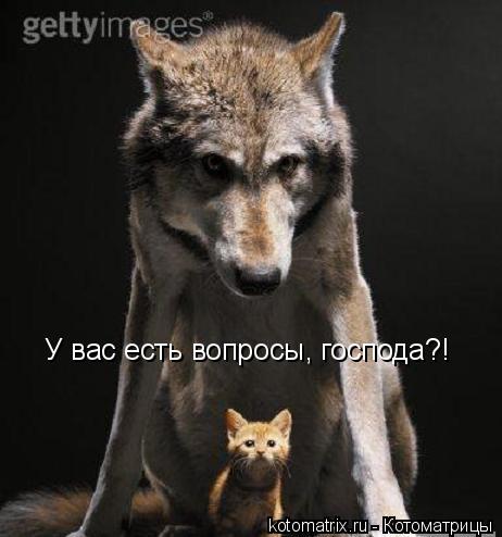 Котоматрица: У вас есть вопросы, господа?!