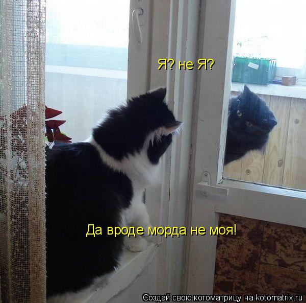 Котоматрица: Я? не Я? Да вроде морда не моя!