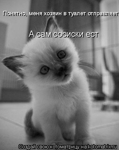 Котоматрица: Понятно, меня хозяин в туалет отправляет А сам сосиски ест