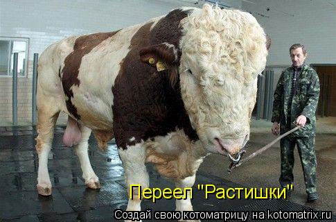 Котоматрица: Переел "Растишки"