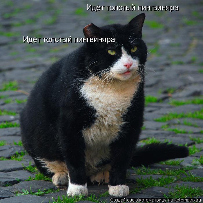 Котоматрица: Идёт толстый пингвиняра Идёт толстый пингвиняра