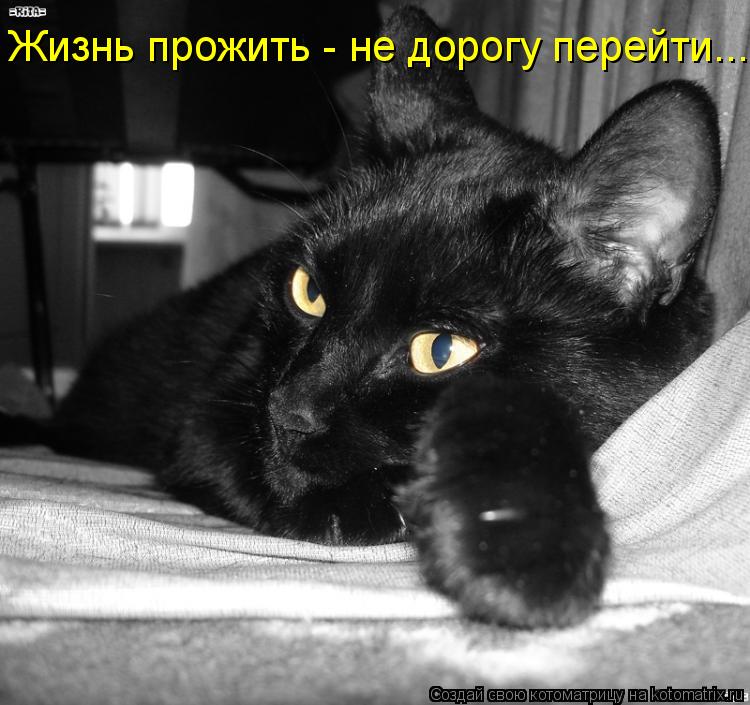 Котоматрица: Жизнь прожить - не дорогу перейти...