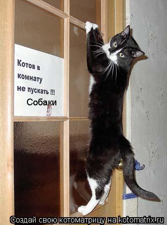 Котоматрица: Собаки