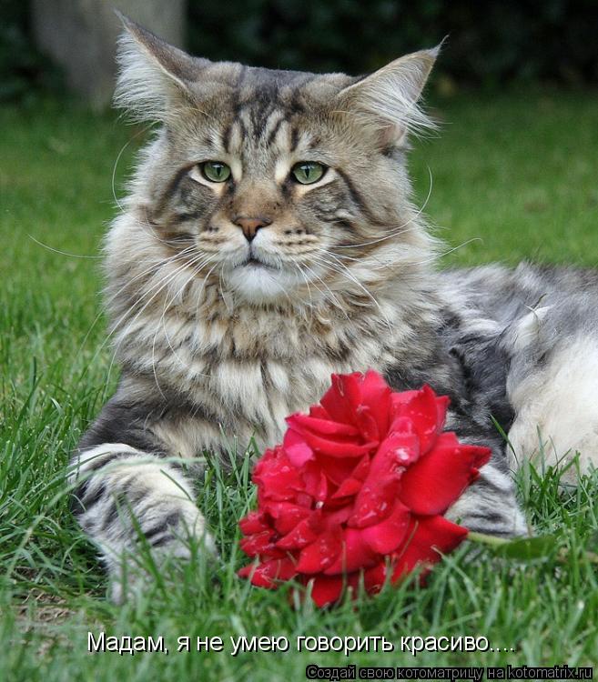Котоматрица: Мадам, я не умею говорить красиво....