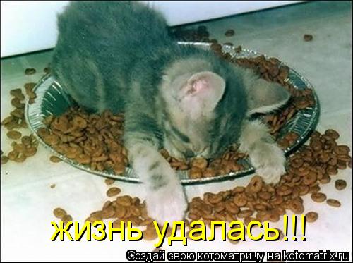 Котоматрица: жизнь удалась!!!