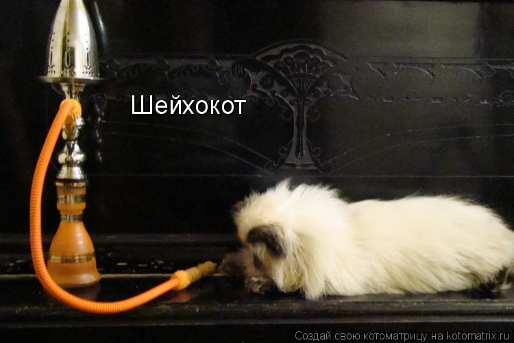 Котоматрица: Шейхокот