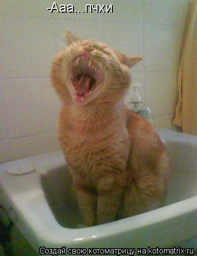Котоматрица: -Ааа...пчхи