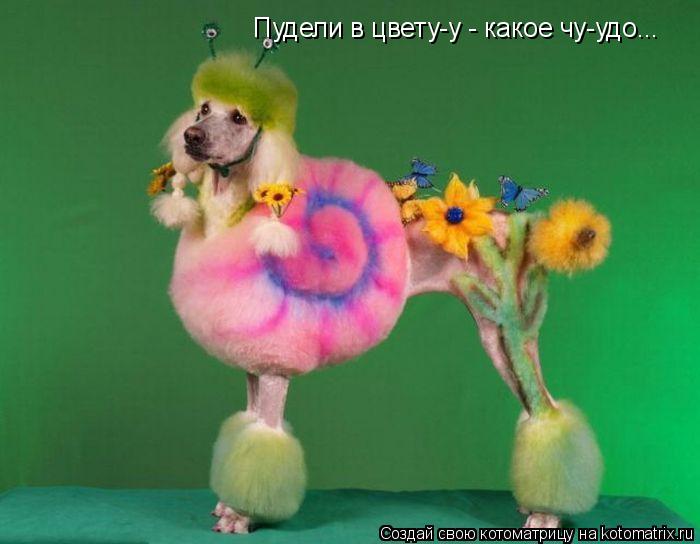 Котоматрица: Пудели в цвету-у - какое чу-удо...