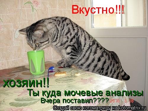 Котоматрица: Вкустно!!! хозяин!! Ты куда мочевые анализы  Вчера поставил????