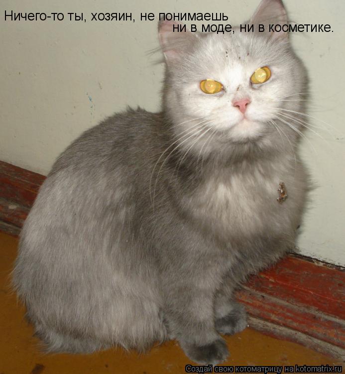 Котоматрица: Ничего-то ты, хозяин, не понимаешь ни в моде, ни в косметике.