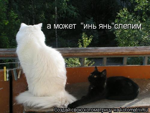 Котоматрица: а может  "инь янь"слепим