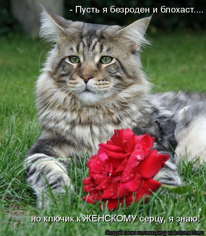 Котоматрица: - Пусть я безроден и блохаст.... но ключик к ЖЕНСКОМУ серцу, я знаю!